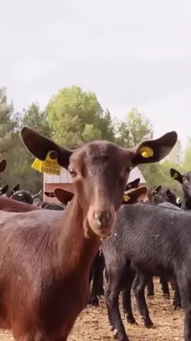 En Cantero de Letur solo empleamos leche fresca ecológica 🥛, que es recogida a diario y enviada a nuestro obrador a solo 4 km. Nunca añadimos leche en polvo, que es lo habitual en otras marcas. Así garantizamos que cada yogur o kéfir conserve todas sus propiedades, su sabor y textura auténticos #Letur #CanterodeLetur #Leche #Ecologica 