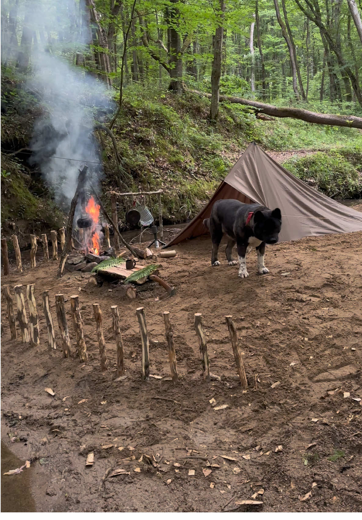 BUSHCRAFT Survival Shelter & Fish Cooking . Which country are you following me from? please write 🐶🙏 . . YouTube Channel▶️ Bushcraft Hakan Karahan  . . . #bushcraftcamp #bushcraft #survival #camping #craft #outdoor #cooking #offgrid #shelter #survivalshelter #asmr #kamp #doğa #youtube #bushcrafthakankarahan #orman #cabin #rain #underground #dugout #viking