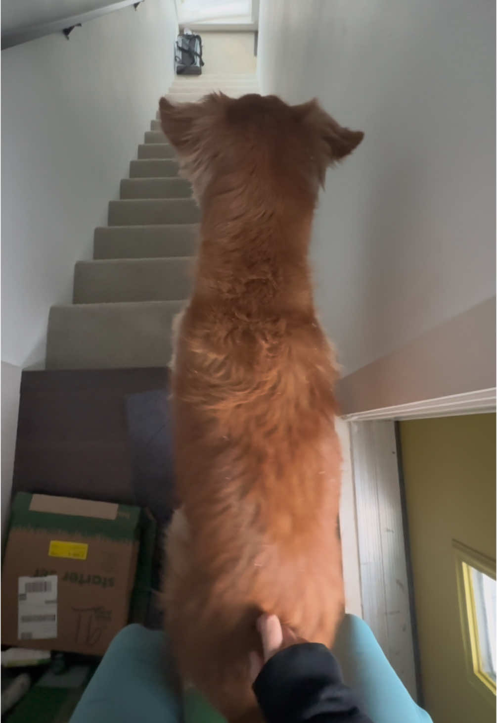 Need you to boogie on down those stairs, bud #goldenretriever #dance #dogsoftiktok 
