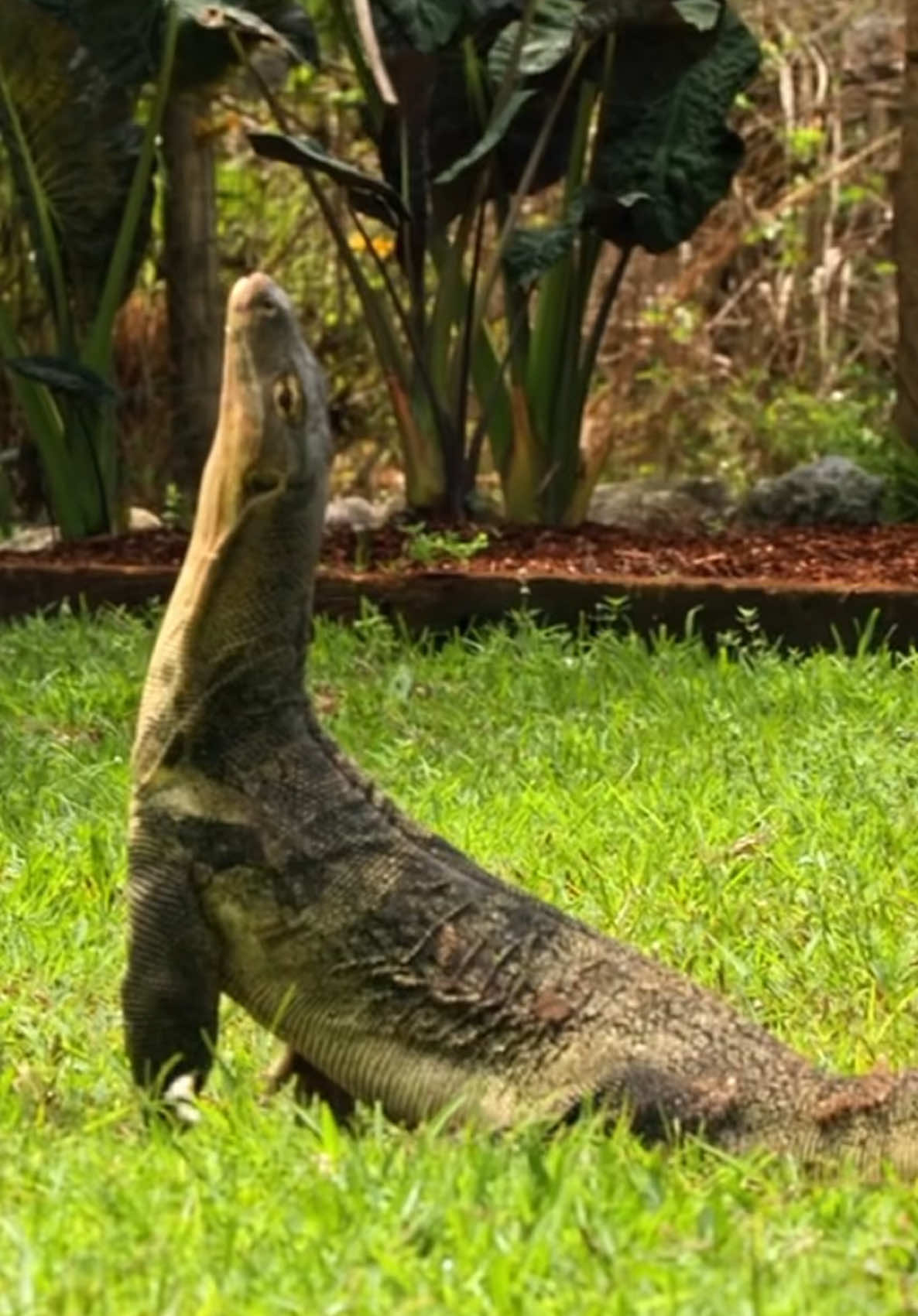 GIANT monitor lizards - some of the most impressive, intelligent and resilient reptiles on earth! 🔥
