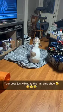 we approve of Kendrick Lamar  half time show 😂🫶 #superbowlliv #dancingdog #fyp #viral #halftimeshow #kendricklamar #hilarious #frenchbulldog 