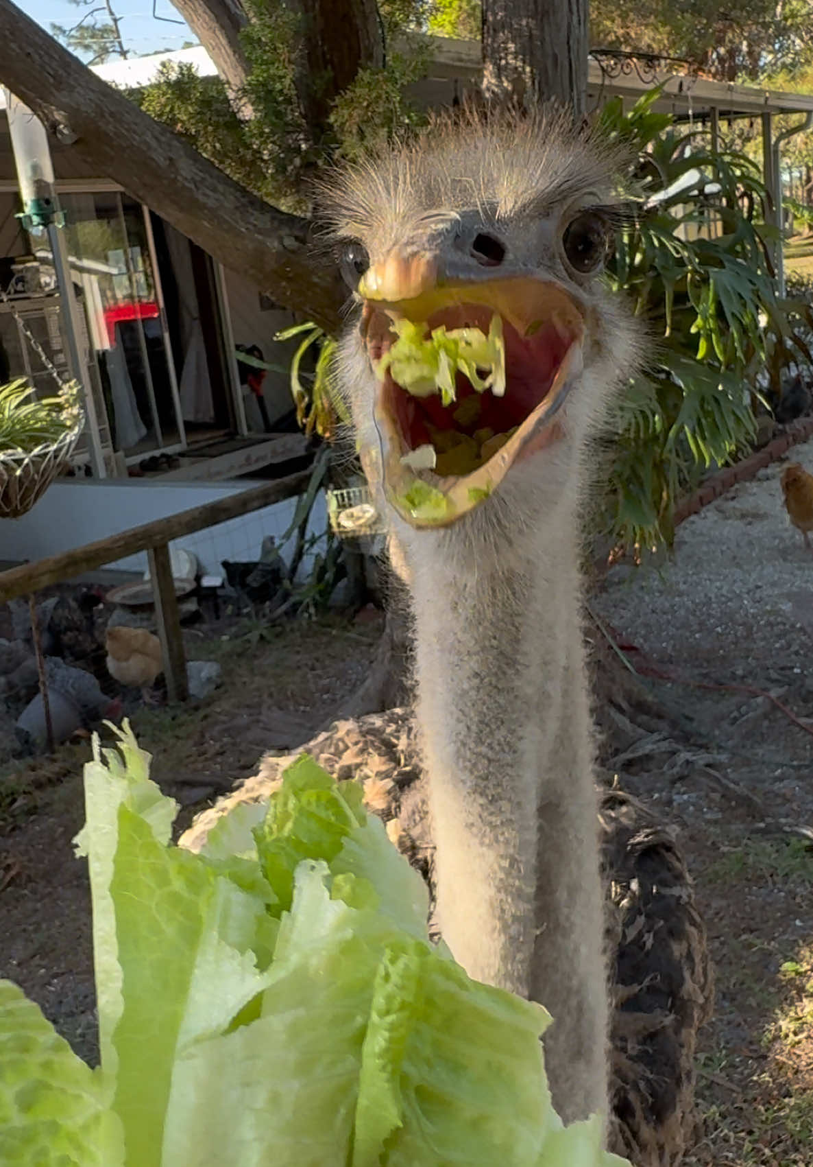 Bonzo the ostrich has a new home! #ostrich#farm#tiktok#wildlife#nature#viralvideo#animals#yoink#fyp#foryoupage#bird#animalcare#pet#petcare#cute#farmlife#cutedog 
