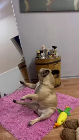 #французскийбульдог #танец #рекомендации #рек #тренд 