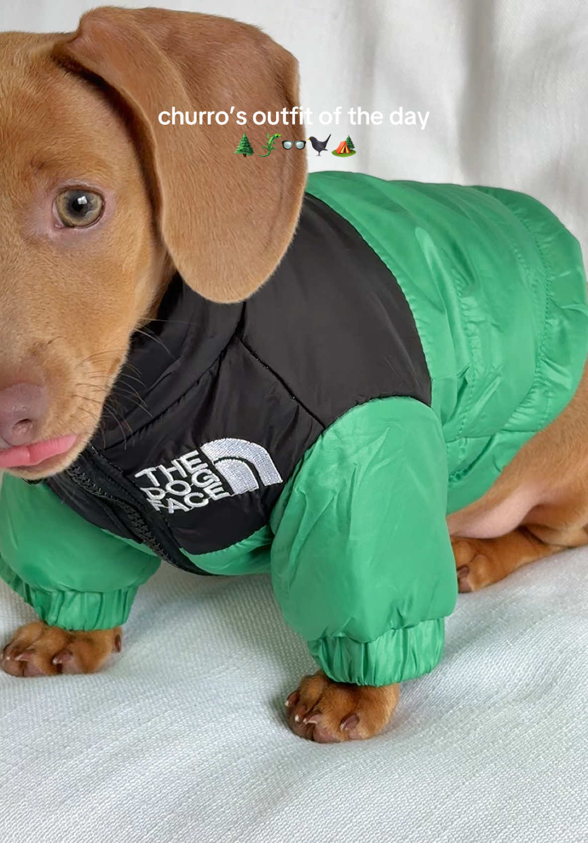 churros winter outfit of the day! Looks like she’s about to go camping with her dog face puffer jacket 🏕️ #OOTD #outfitoftheday #dogoutfit #cute #thedogface #northface #pufferjacket #cutepuppy #aestheticdog #fyp #fypシ゚viral 