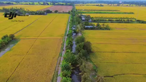 Đây Là Quê Hương Anh , Vĩnh Thạnh Cần Thơ #vinhthanh #cantho #tien65cantho98 #djimini3 #flycam #canhdepflycam #canhdep #xuhuongtiktok #flycam4k #xuhuong #canhdepthiennhien 