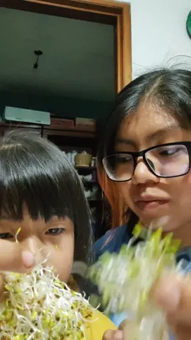 Germinados de alfalfa 🌱#microgreens #sprout #germinados #germinadosencasa #brote #germinadodealfalfa #alfalfa #organic #organico #comeverde #paratí #fypp 