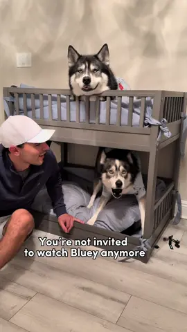 Someone needs to get Blue his own ipad and headphones so he can watch all night 😂 #dogsoftiktok #dogsoftiktokviral #husky #huskies #dogs #dog #usa #funny 