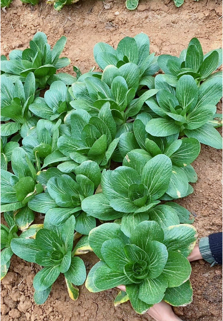 Harvest vegetables #garden #farming #harvest #vegetables