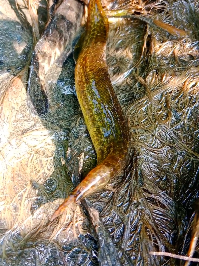 Asian county fishing scene #Amazing #handfishing #fyp #villagefishing #fishvideo #viral 