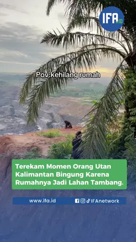 Momen sedih saat orang utan di Kalimantan bingung karena rumahnya dijadikan lahan tambang  #orangutan#kalimantan#tambangbatubarakalimantan #ifanetwork