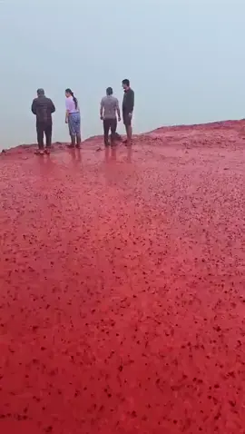 #rain #bloodrain #doggistyle #2025 #tik_tok #ocean #movies 