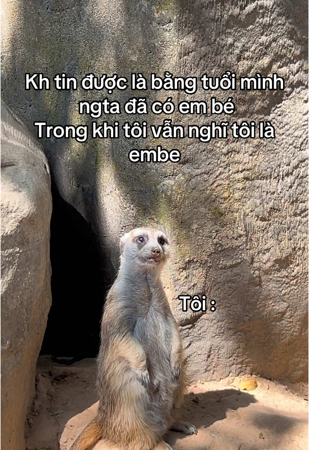 Tôi là một embe đáng iu #fipシ #viral #xh #th #trending #monkey #VinWondersPhuQuoc #Vcreator #SafariPhuQuoc #GrandWorldPhuQuoc #WakeupFestival 