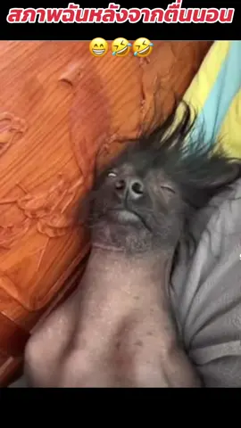 #funny #คลิปสัตว์ตลกขําๆฮาๆ #ขออนุญาตเจ้าของคลิป #crเจ้าของคลิป #สัตว์โลกน่ารัก 