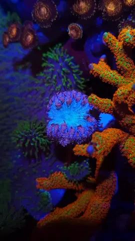 Palythoa and Zoanthus corals can contain palytoxin, a naturally-occurring toxin that can be fatal. Its considered to be one of the most poisonous non-protein substances in the world. #reefroids #poliplabs  #reeftok #corals #fyp #foryoupage #fishtank #fish #ocean #coralreef #aquarium 