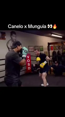 First look at Canelo in the lab with Munguia 🔥 @canelo (via Eddy Reynoso) #caneloalvarez #canelo #boxing 