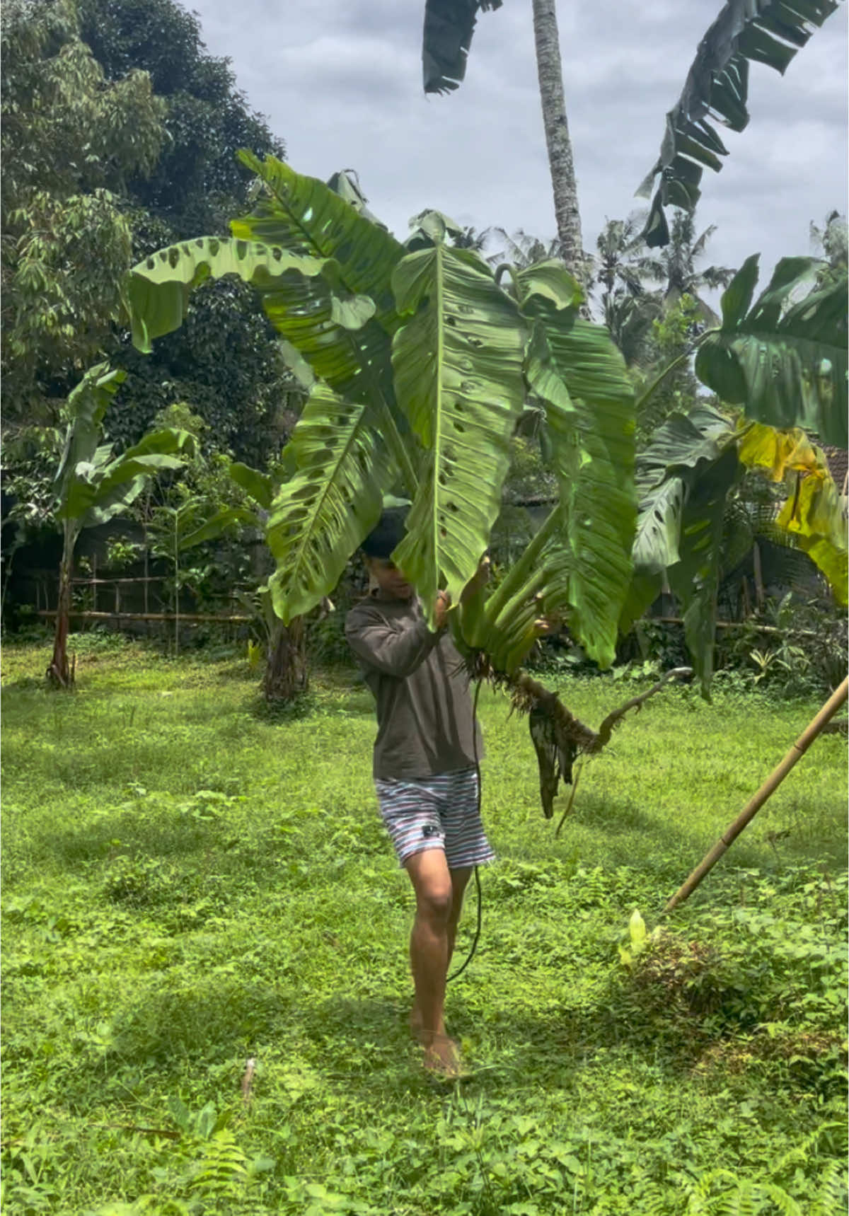 ada yg tau tanaman jenis apa?? Bigzize🔥 #platycerium #tanamanhias #tanamanamazon #fypシ゚viral 