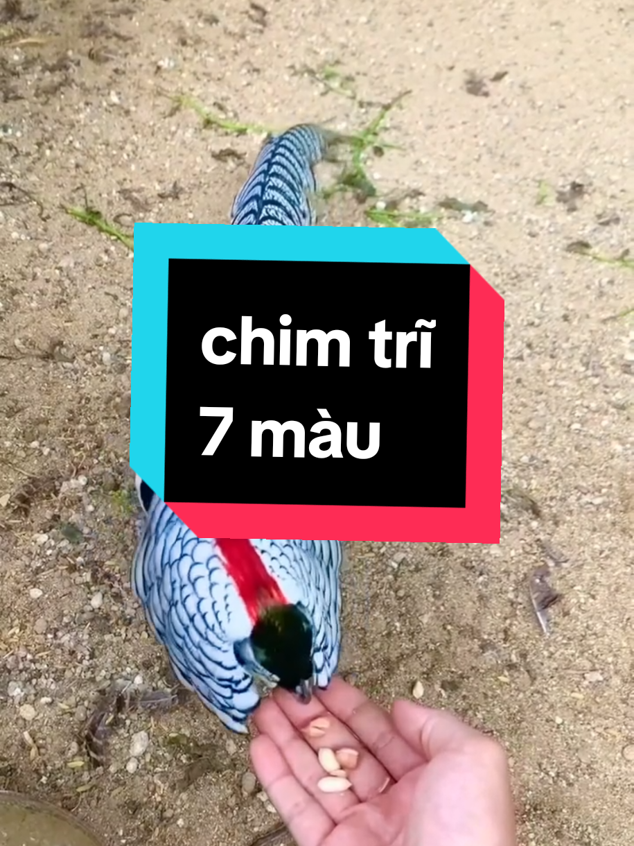 💥🦜#channuoi #chimtri #chimtri7mau #chimtri7mauxanh #chimtri7mauvang #chimtri7maudo #thegioidongvat #70tayninh #❤️ 