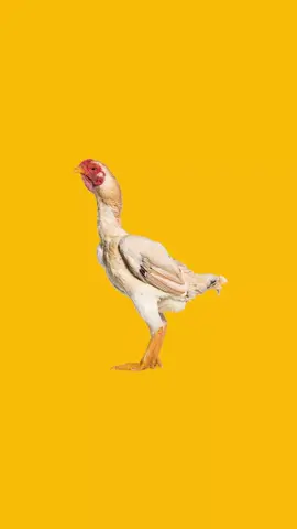 #song #chicken #banana 