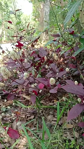 #bến quê thơ mộng mơ màng với trăng #VoiceEffects nguyễn phúc cảnh đẹp miền tây 🏝️🏝️🏝️🏝️🏝️