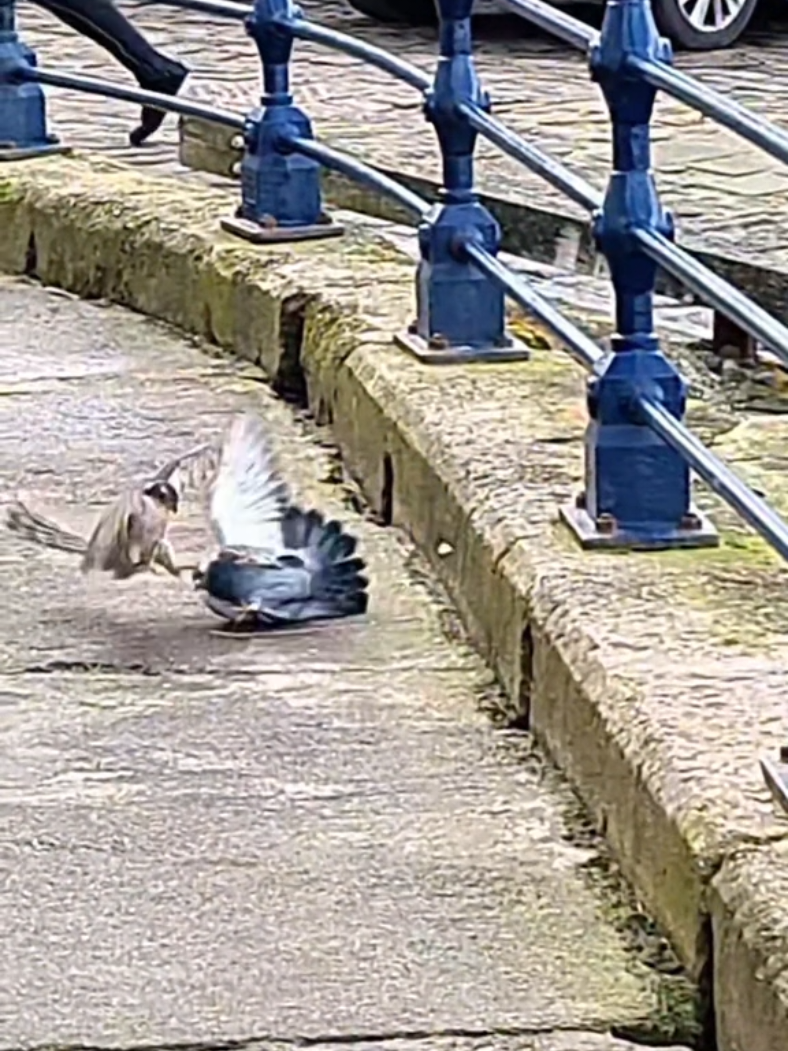 (Slow-Mo) Pigeon gets Hawk'd on Tiktok Live Stream 🫣. #tiktoklive #birdsofprey #attack #pigeon #hawk  #hawkeye #fetchking #fetchkinglive #circleoflife #wildbirds 