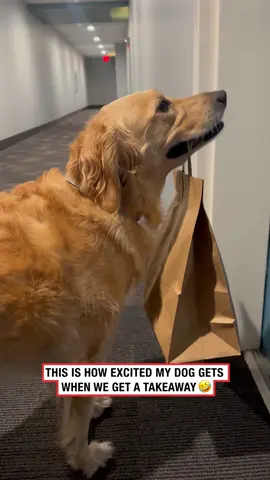 Literally shaking with excitement 💀 (🎥: ViralHog) #ladbible #funnyvideos😂 #dogsoftiktok #animals