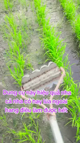 #công cụ lam lúa lộn và cỏ ngoài hang#Minh thức TK66  #chia sẻ cuộc sống và công việt hằng ngày#xuhuongtiktok2025 