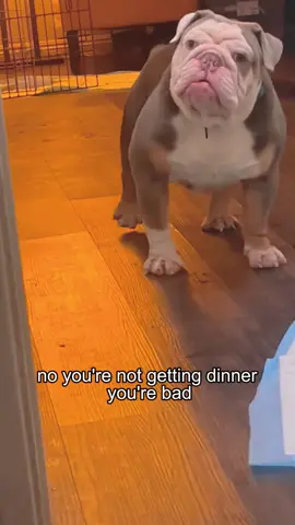 🐶🤬##fyp #foryou #foryoupage #funny #dog #dogsoftiktok #dogsoftiktok #doglover #usa🇺🇸 #cute #dogs #funnyvideos #funnymoments 