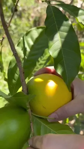 #fruit #癒し音 #癒し動画 