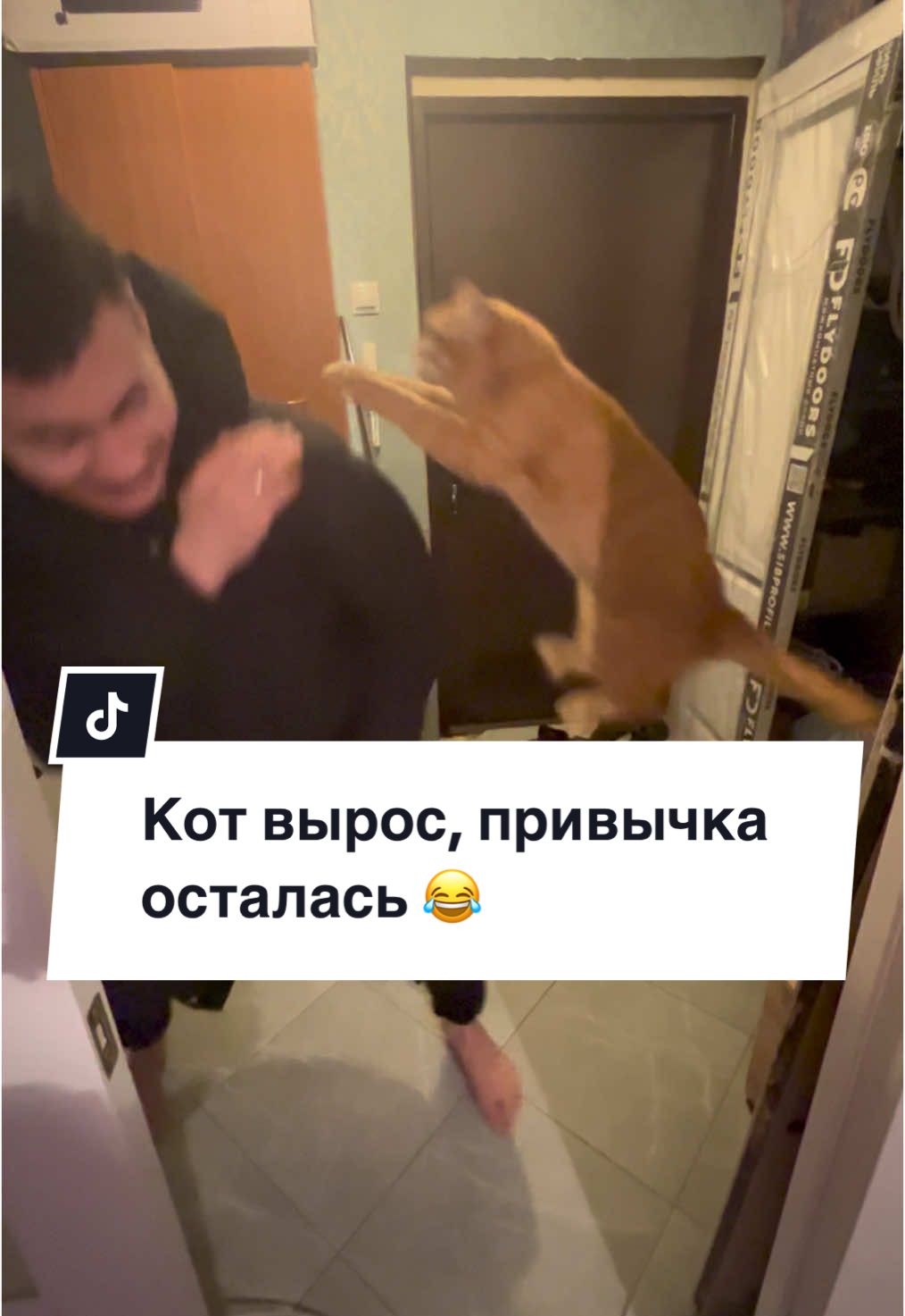 В итоге, кот всё равно оказался на плече ☺️#виделивидео #виделивидео2025 #жизнькота #нашидомашниеживотные #рыжийкот #мейнкун #помесьмейнкуна #видеоприколы #прикол #жесть #безкотаижизньнета #котикиприколы #котики #котпрыгун 