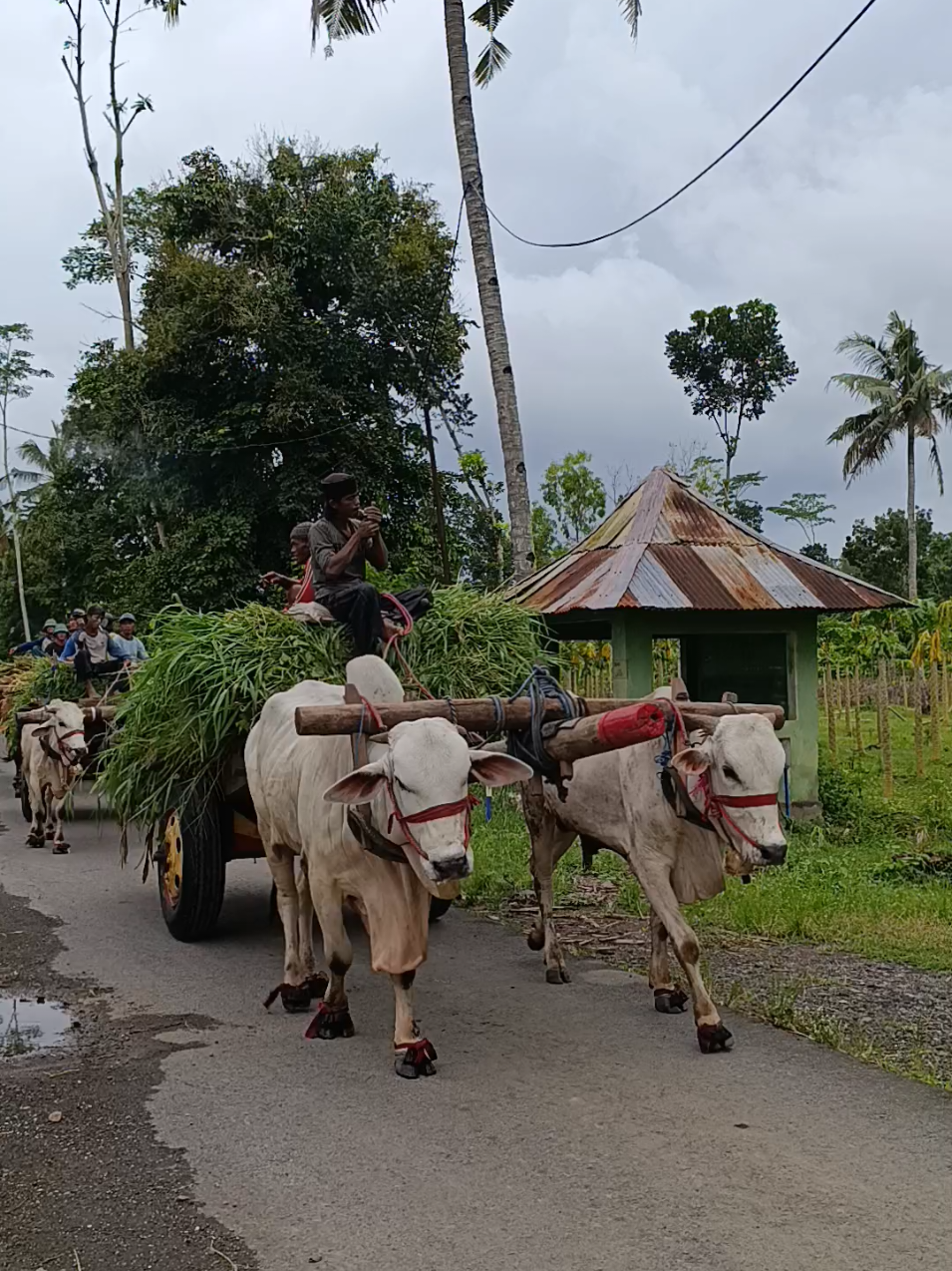 Pasukan ngarit #sapi #sapijumbo #sapiviral #gerobaksapi #cikar 