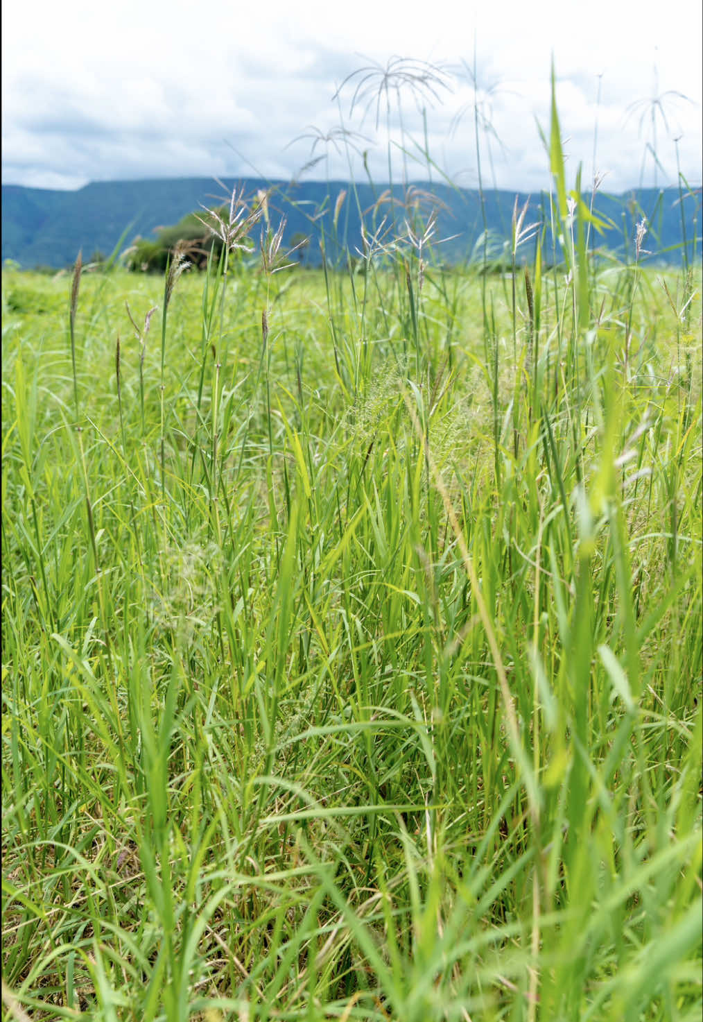 The grass is always greener in a grass seed bank! 🌾 The #GrassSeedBank project in Mungere is a shining example of community-driven environmental restoration. Managed by the local community, these green oases breathe life into barren lands. The grass seed banks support local vegetation and provide sustainable income. Additionally, the harvested seeds boost other #regreening projects. It’s a win-win for both the ecosystem and the community! 👩🏿‍🌾✨ #climateaction #somethinggood #LearnOnTikTok #africa #Tanzania 