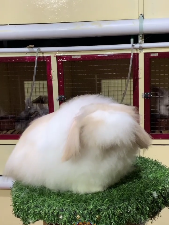 See u at the show on saturday 🫵🏻 #sazuranrabbitrygarut #srgfarm #kelinci #kelincilucu #kelinciimut #kelincihias #rabbit #rabbitsoftiktok #rabbits #rabbits #rabbit_🐰💓 #fypviralシ #fyp #garut #garutpride🔥 