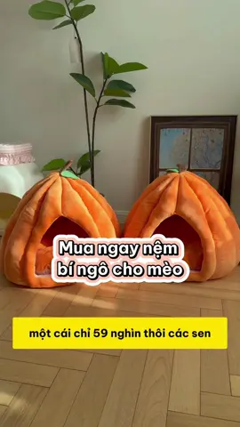 Mèo yêu thích đến mức không muốn ra khỏi giường bí ngô này #shopthucung #fyp #pet #cat #dog #cute