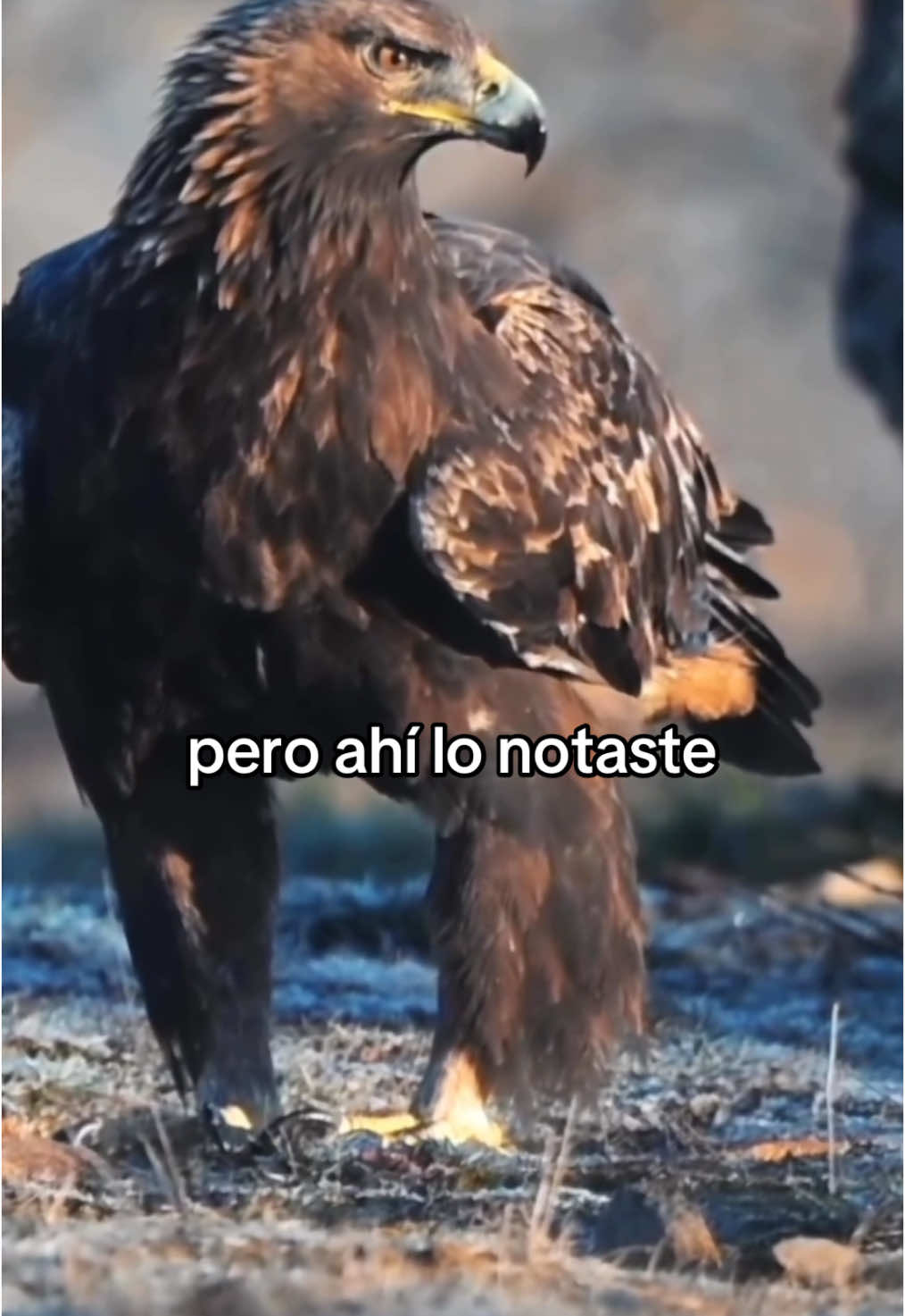 #motivacional #reflexion #motivacion #amor #frasesmotivadoras #frasesmotivadoras #reflexiones 