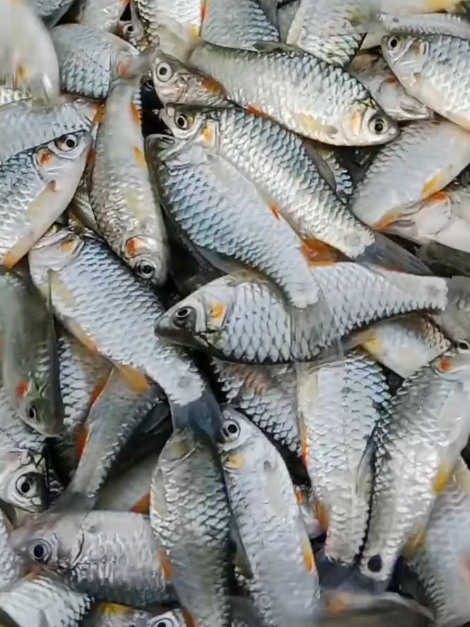 River fishing #Amazing #villagelife #foryou #fish 