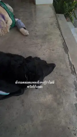 รอตลอด #เธรด #ยืมลงสตอรี่ได้ #fyp #สตอรี่ #ลงสตรอรี่ได้ 