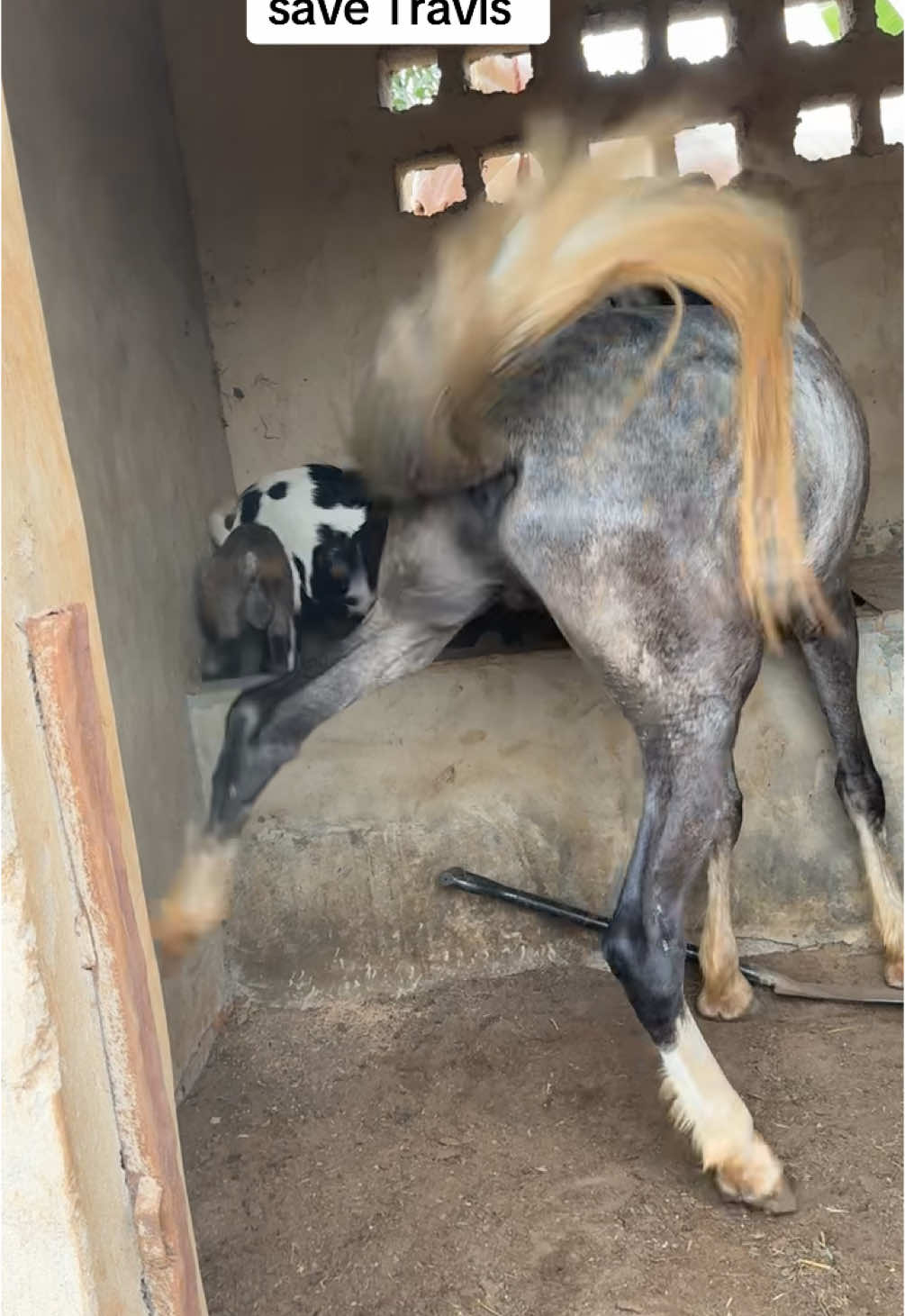 #fyyyyyp #teedtbl #teedfarm #horse #horsekick #horse #horseshoe #stable 