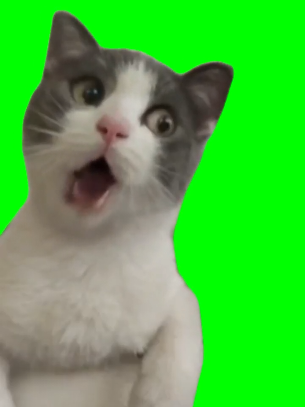 Shocked cat meme #catmeme #catcute #memecut #CapCut 