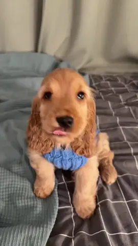 #fy#viral#puppy#fyp#pup