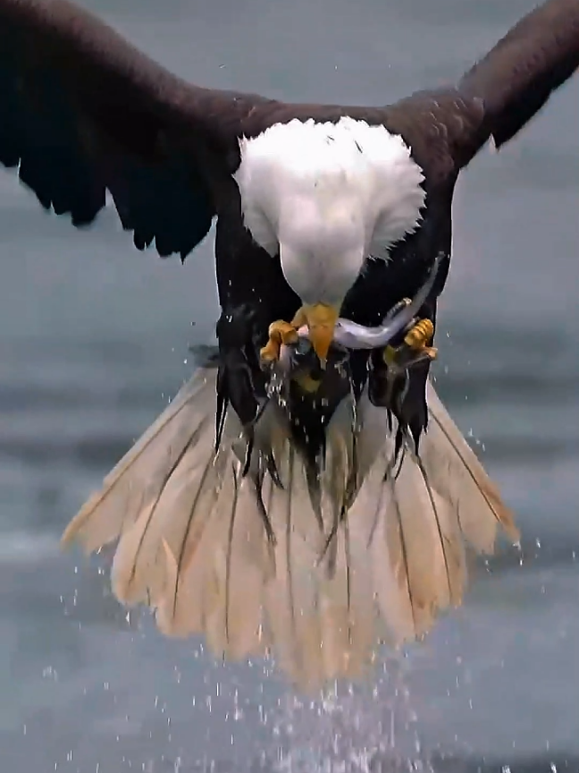 American Bald Eagle ☠ #fyp #edit #bird #eagles #foryoupage❤️❤️ 