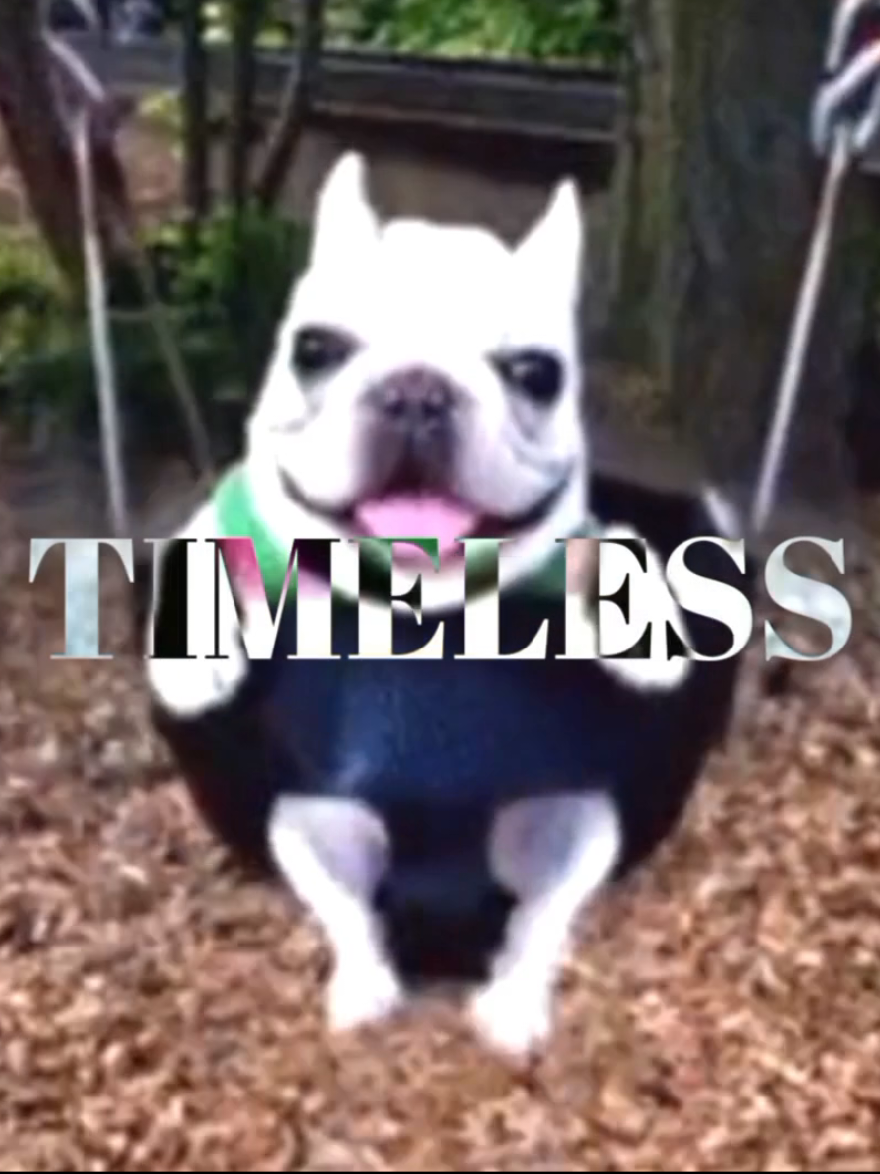 TIMELESS PIBBLES EDIT #pibble #timeless #edit #playboicarti #fyp #viral