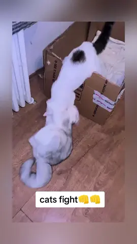 cats fight👊👊#funnycat #cats #cutecat #funnyvideo #catsoftiktok #viralvideo 