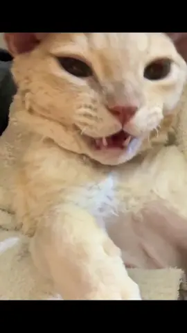 One like and I will run away from home #cats #cattax #catsoftiktok 