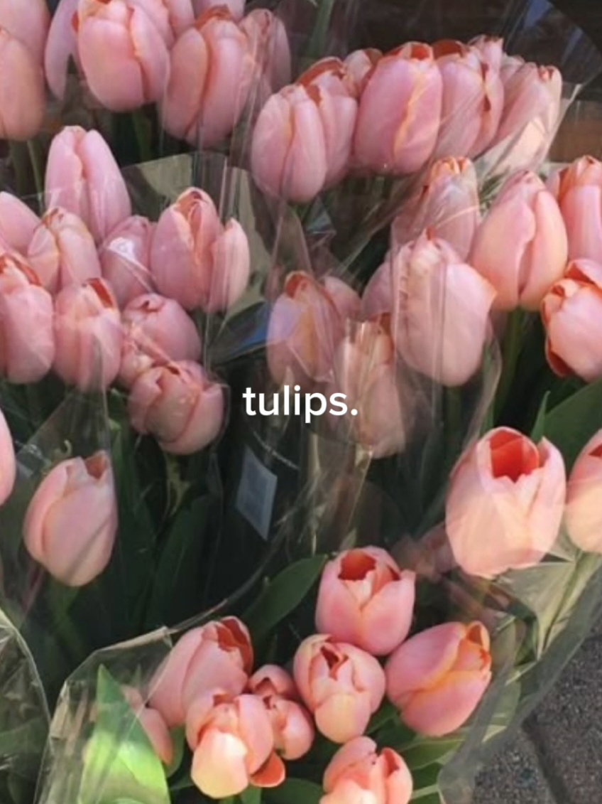 #tulips #flowers #flower #aesthetic #flowerbouquet #zyxbca #fyp 