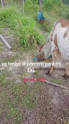 cuántos más faltan?   #fyp #ganaderia #terneros #toyota 
