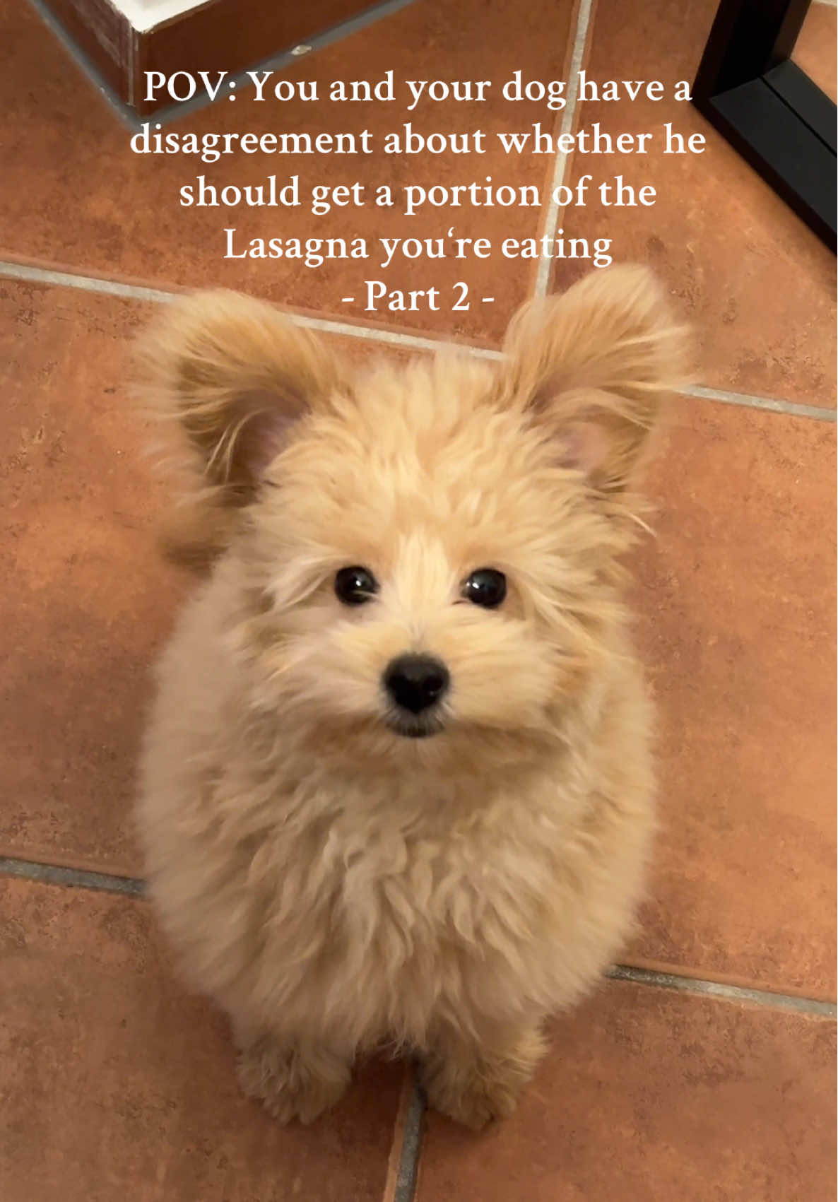 The discussion continues 😤 #pomapoo #puppy #poodle #pomeranian #toypoodle #CapCut 