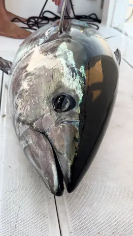 Taze yakalanmış orkinos #orkinos #balık #bluefintuna #fish #striketeam #bluemarlin #fishing #balik 