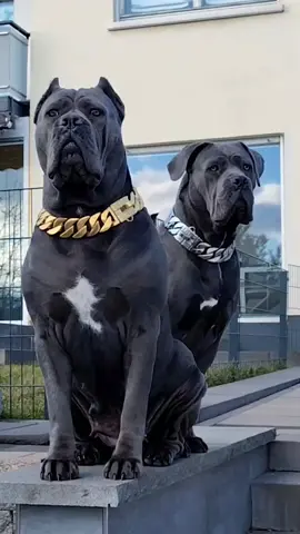 #ermincosic #thebest #canecorso #canecorsoitaliano #foryou #italy 
