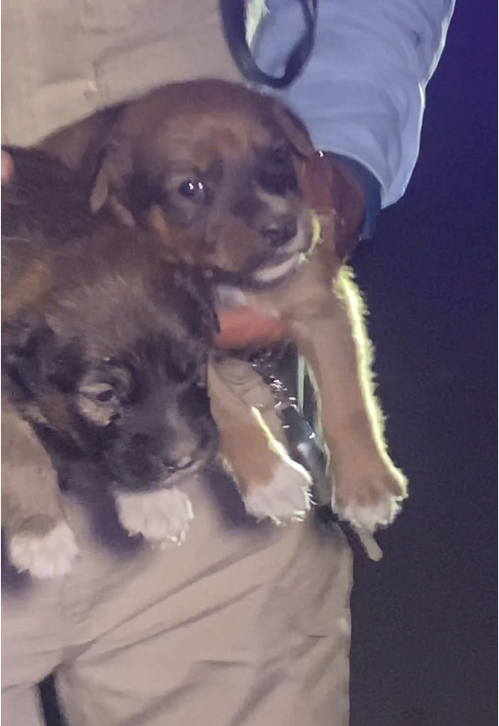En un operativo de Serenazgo logramos rescatar a estos cachorritos #serenazgo #atevitarte #serenazgodeate #huaycancity😎 