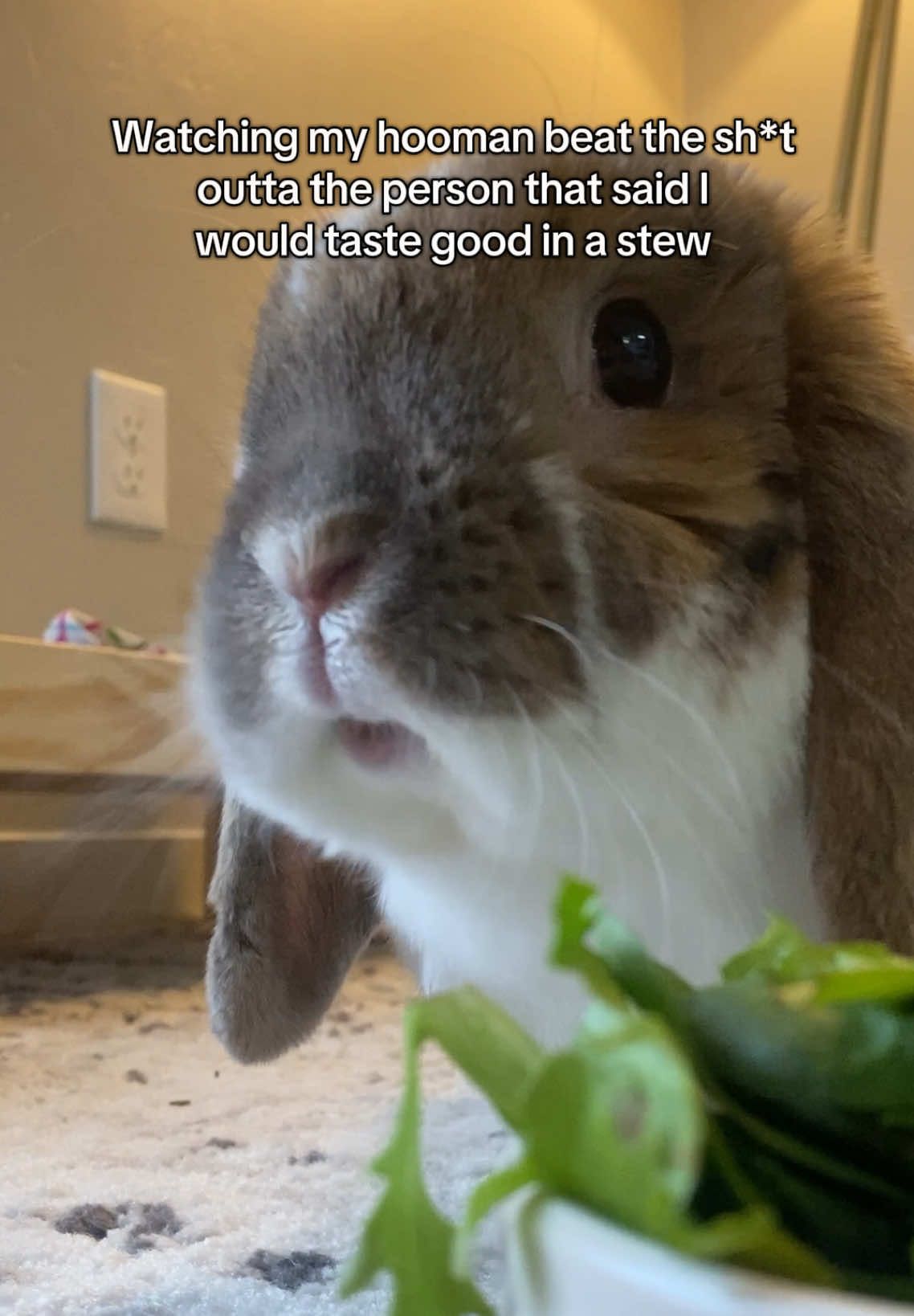Not on our watch 😤 #bunny #hollandlop #rabbit #rabbitsoftiktok #hollandlopbunny #trending #cute #funnyvideo #funnyanimals  #cutebunny #cuterabbit #rabbitbonding #bunnylove #rabbittok #bunnytok #minilop #fyp #foryourpage #BestFriends 